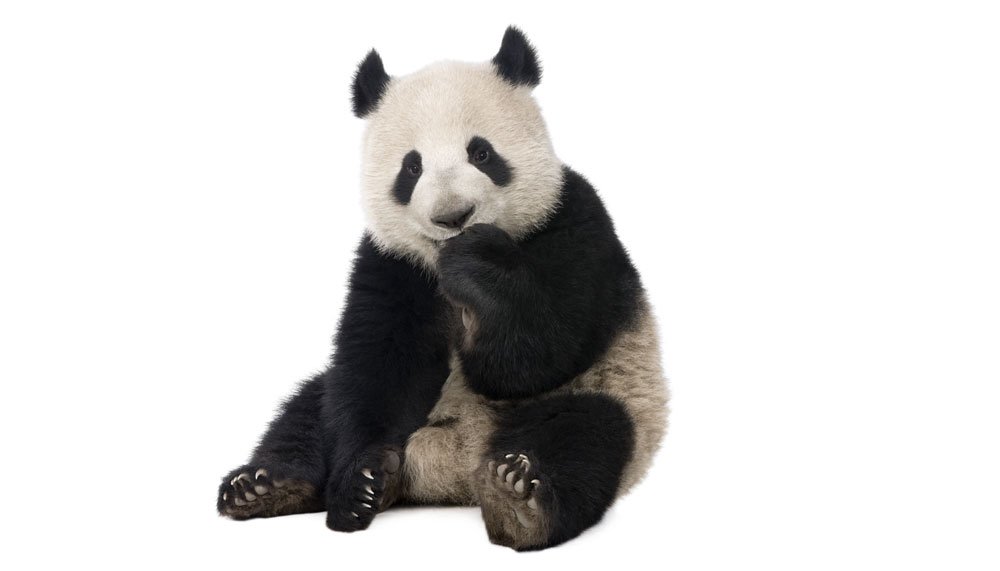 A 150 Pound Panda Birthday Cake?
