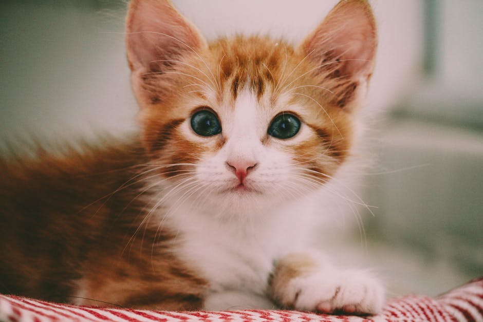 2. The Art of Captivation: Crafting Heartwarming Messages to Melt Your Kitten's Heart