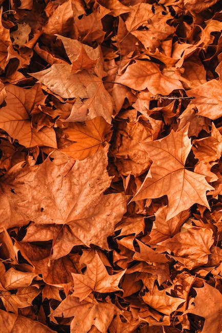 Unveiling Nature's Masterpiece: A Spectacle of Autumn Foliage