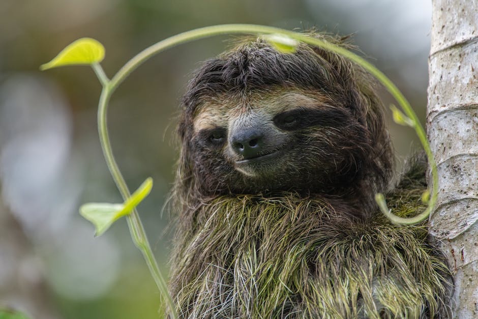 Sloth Spectacle: Celebrating International Sloth Day with Delightful Trivia & Memorable Quotes