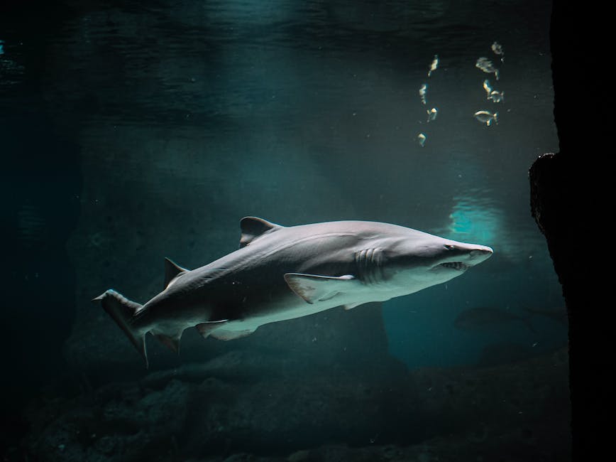 Unleash Your Inner Marine Biologist: Exciting Shark Activities for Kids
