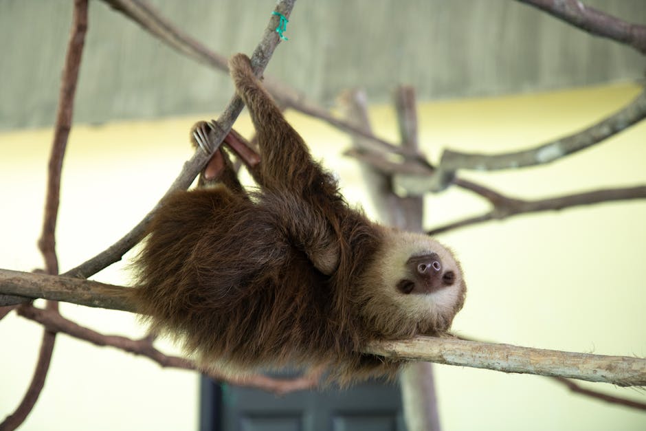 Delightful Trivia: Discover Fascinating Facts About Sloths That Will Leave You in Awe